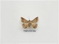 藏品(夜蛾259)的圖片